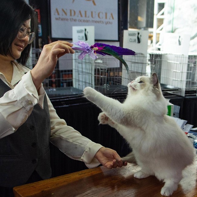 Ratusan Kucing Tampil di Shibuya International Cat Show