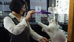Ratusan Kucing Tampil di Shibuya International Cat Show