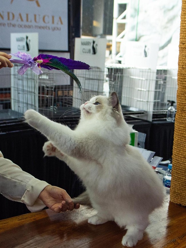 Ratusan Kucing Tampil di Shibuya International Cat Show