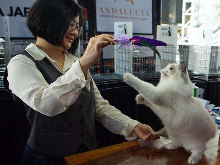 Ratusan Kucing Tampil di Shibuya International Cat Show