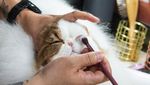 Ratusan Kucing Tampil di Shibuya International Cat Show