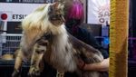 Ratusan Kucing Tampil di Shibuya International Cat Show