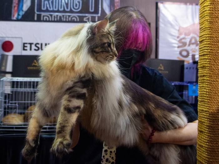 Juri menilai bentuk dan badan kucing ras saat kontes Shibuya Catwalk International Cat Show di Trans Studio Bandung, Bandung, Jawa Barat, Sabtu (11/4/2026). Kompetisi yang menilai kecantikan, ukuran dan kesehatan kucing ras tersebut diikuti sedikitnya 133 kucing ras dari pecinta dan pemilik hewan peliharaan asal Indonesia, Malaysia dan Thailand dengan juri asal Indonesia, Jepang dan Singapura sebagai momentum Hari Hewan Peliharaan Nasional. ANTARA FOTO/Novrian Arbi/agr