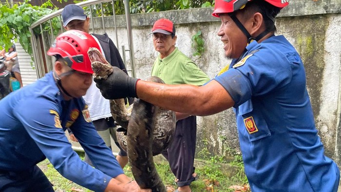 Tim rescue Damkar Kota Semarang saat mengevakuasi ular sepanjang 4 meter di teras rumah warga di Kecamatan Ngaliyan.