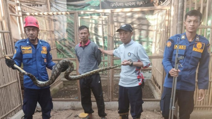 Seekor ular piton sepanjang 2,5 meter dievakuasi dari kandang ayam warga di Boyolali usai memangsa seekor ayam.