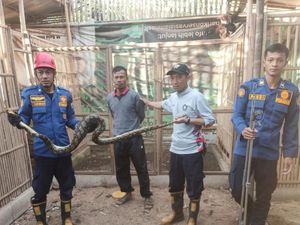 Piton 2,5 Meter Dievakuasi Usai Mangsa Ayam di Boyolali