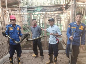Piton 2,5 Meter Dievakuasi Usai Mangsa Ayam di Boyolali
