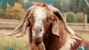 Video Mau Makan Kambing? Ini Bagian Daging yang Paling Bernutrisi