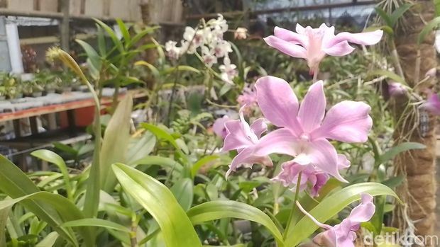 Dian Nugraha Ramdani