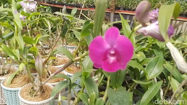 Dian Nugraha Ramdani