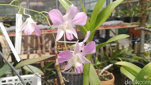 Dian Nugraha Ramdani