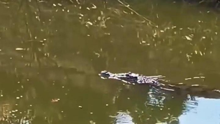 Buaya besar di Mangrove Surabaya yang tinggalkan jejak kaki besar yang terekam kamera