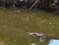 Viral Pemancing di Surabaya Ketemu Buaya, Ada Jejak Besar di Mangrove