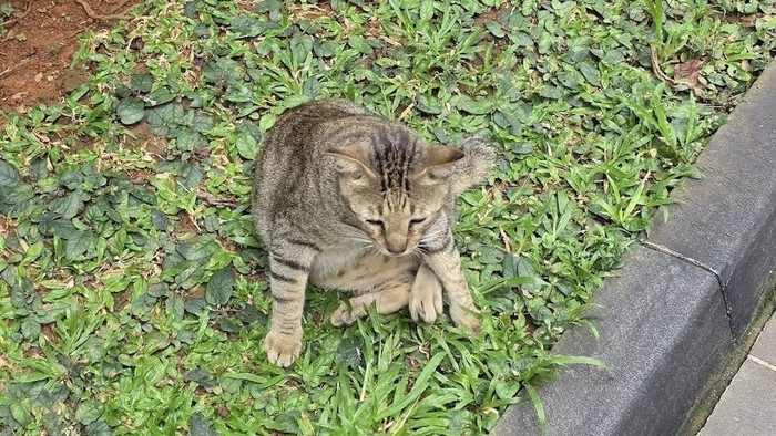 DODIT KUCING GEMBROT.