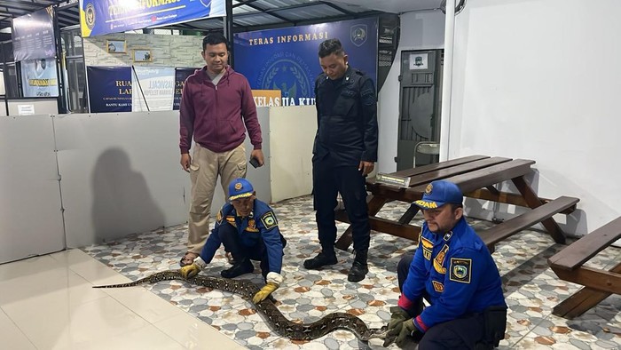 Evakuasi sanca raksasa di Lapas Kuningan