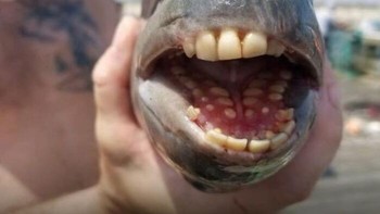 Ikan dengan Gigi Mirip Manusia. Ikan sheepshead ini memiliki gigi yang sangat mirip manusia, membuat banyak orang merinding saat melihatnya.Foto: Boredpanda