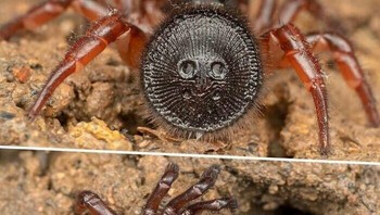Laba-laba dengan “Pintu” Kamuflase. Cork-lid trapdoor spider menggunakan penutup sarangnya yang menyerupai koin kuno untuk bersembunyi dari mangsa dan predator. Foto: Boredpanda