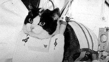 Kucing yang Pernah Dikirim ke Luar Angkasa. Félicette menjadi kucing pertama yang dikirim ke luar angkasa pada 1963 dan berhasil kembali hidup, membuka jalan bagi riset antariksa. Foto: Boredpanda