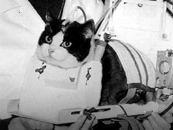 Foto Ini Terlihat Biasa, Tapi Faktanya Bikin Kaget dan Merinding