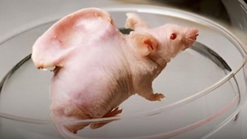 Eksperimen Telinga Manusia di Tubuh Tikus. Pada 2002, ilmuwan berhasil menumbuhkan struktur menyerupai telinga manusia di tubuh tikus menggunakan sel tulang rawan—terobosan besar di dunia medis. Foto: Boredpanda