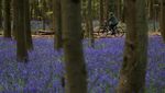 Hamparan Bluebells Warnai Hutan Inggris Saat Musim Semi