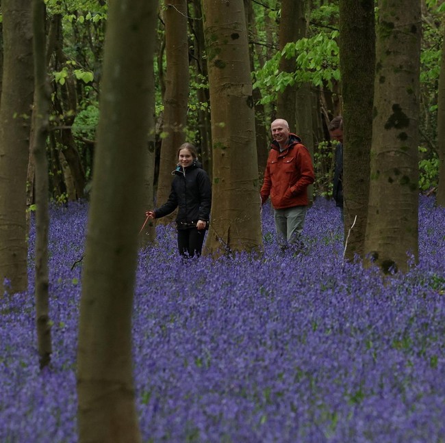 Hamparan Bluebells Warnai Hutan Inggris Saat Musim Semi