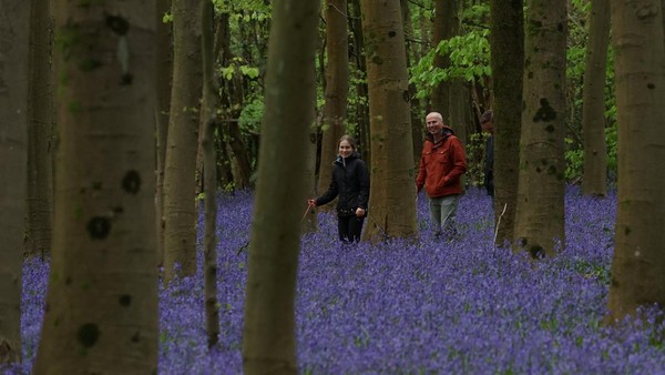 Hamparan Bluebells Warnai Hutan Inggris Saat Musim Semi