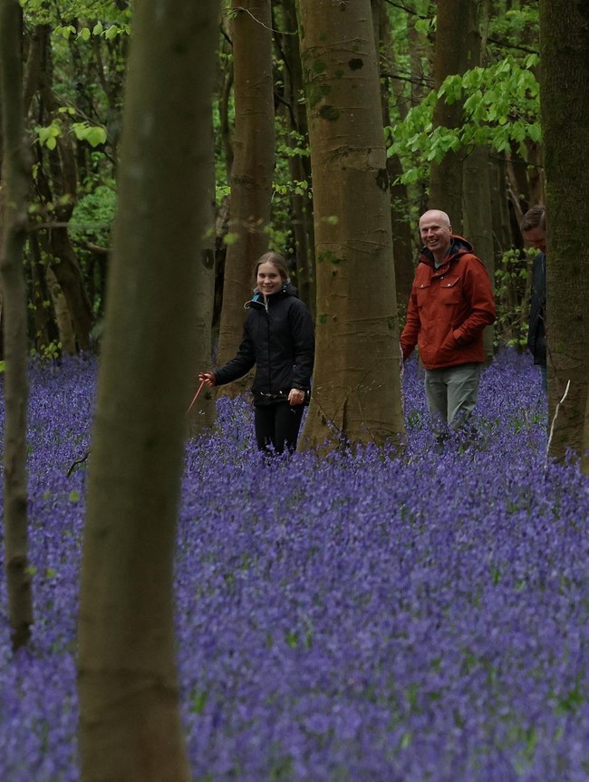 Hamparan Bluebells Warnai Hutan Inggris Saat Musim Semi
