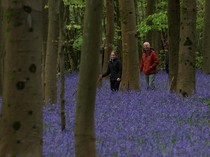 Hamparan Bluebells Warnai Hutan Inggris Saat Musim Semi