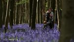 Hamparan Bluebells Warnai Hutan Inggris Saat Musim Semi