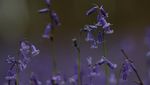 Hamparan Bluebells Warnai Hutan Inggris Saat Musim Semi