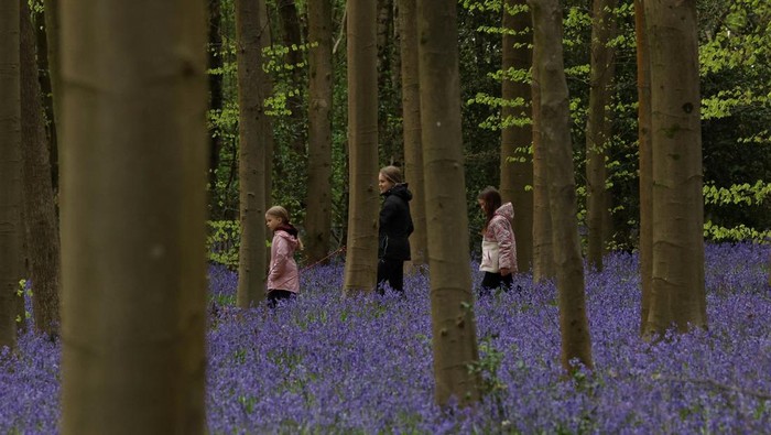 Children walk through a field of bluebells in Chorleywood, Britain, April 12, 2026. REUTERS/Suzanne Plunkett