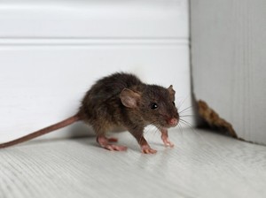 Cara Membuang Bangkai Tikus di Rumah agar Tidak Berisiko bagi Kesehatan