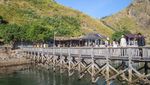 Komodo Terancam, Kuota Wisata Dibatasi 1.000 per Hari