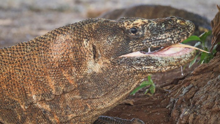 Sejumlah wisatawan memasuki dermaga Pulau Padar di Taman Nasional Komodo (TNK), Manggarai Barat, Nusa Tenggara Timur (NTT), Minggu (12/4/2026). Balai TNK menerapkan kebijakan kuota 1.000 orang wisatawan per hari masuk ke kawasan itu sejak 1 April 2026 sebagai upaya menjaga keseimbangan antara aktivitas wisata dan kelestarian alam, sekaligus meningkatkan kualitas destinasi wisata. ANTARA FOTO/Gecio Viana/app/nym.