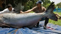 Kisah Penangkapan Lele Raksasa Sebesar Beruang