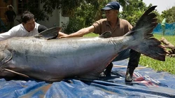 Kisah Penangkapan Lele Raksasa Sebesar Beruang