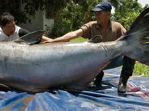 Lele Raksasa Mekong 293 Kg, Seukuran Beruang dan Bikin Geger