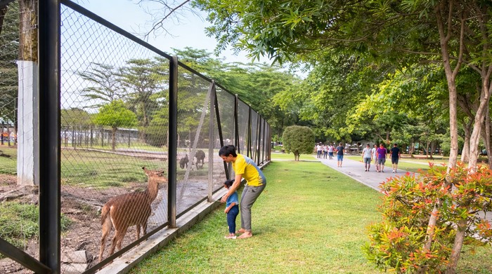 Pengunjung memberi makan rusa di Taman Kota USU (Olivia Andrea/detikSumut)