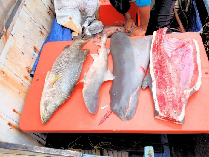 Pesut mati terbelah akibat pukat kurau di Tana Tidung, Kaltara. (dok. Dinas Perikanan Pemkab KTT)