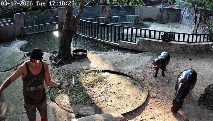 Turis masuk ke kandang moo deng 2 menit