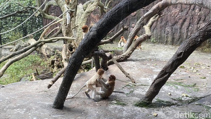 Bayi Bekantan di Batu Secret Zoo