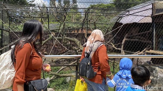 Bayi Bekantan di Batu Secret Zoo Bayi Bekantan di Batu Secret Zoo