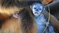 Seekor bayi Monyet Hidung Pesek Emas terlihat berpegangan erat pada induknya di habitat kebun binatang. Foto: REUTERS/Yves Herman