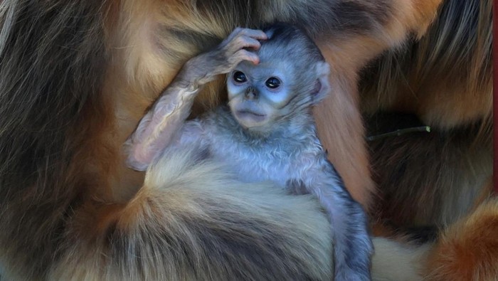 Twenty-three-day-old baby golden snub-nosed monkey (Rhinopithecus roxellana), a species endangered due to habitat loss, rests with its mother Lu Lu at the Pairi Daiza wildlife park in Brugelette, Belgium April 8, 2026. REUTERS/Yves Herman