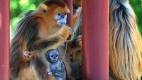 Spesies ini dikenal dengan bulu emas mencolok dan bentuk hidung datar yang unik. Foto: REUTERS/Yves Herman