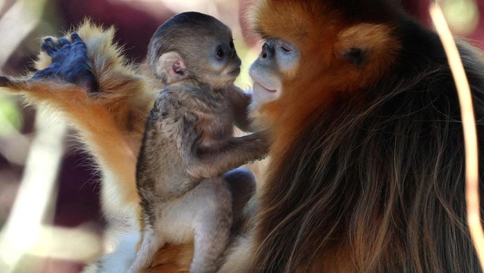 Twenty-three-day-old baby golden snub-nosed monkey (Rhinopithecus roxellana), a species endangered due to habitat loss, rests with its mother Lu Lu at the Pairi Daiza wildlife park in Brugelette, Belgium April 8, 2026. REUTERS/Yves Herman