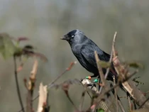 Ternyata Anak Burung Mendengarkan Suara Emaknya agar Tak Dimangsa Predator