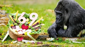 Fatou, Gorila Tertua di Dunia Rayakan Ultah ke-69 dengan Hidangan Sehat