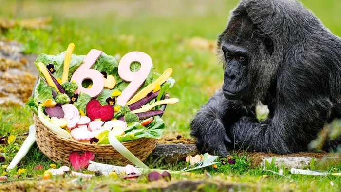 Gorila bernama Fatou rayakan ulang tahun ke-69 di Berlin Zoo, Jerman